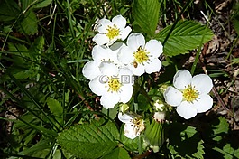 草莓花,開花,春天
