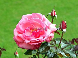玫瑰,花瓣,芽