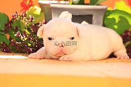 小狗,狗,斗牛犬