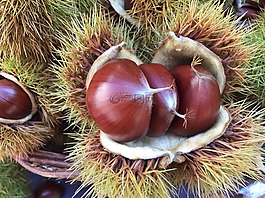 板栗,秋季,水果