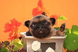 小狗,狗,斗牛犬