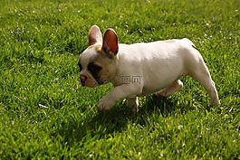 小狗,狗,斗牛犬