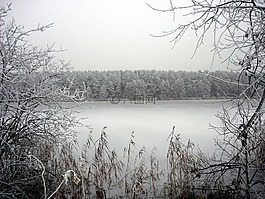 波蘭,森林,樹
