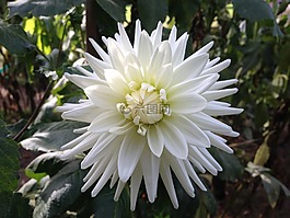 花,白,花瓣