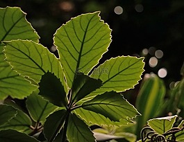 葉子,背光,廠