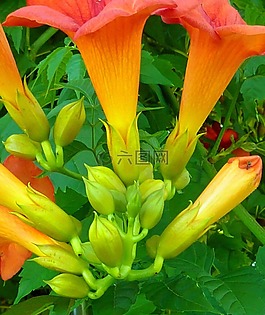 鮮花,花蕾,花