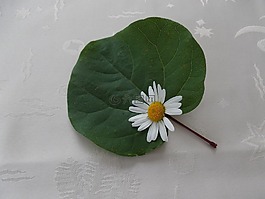 花,春天,黛西