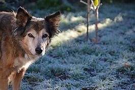 狗,混合动力,hundeportrait
