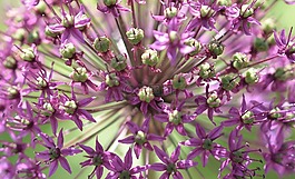 花,雌蕊,植物