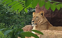 獅子,捕食,貓
