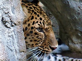 豹,動(dòng)物園,動(dòng)物