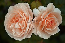 玫瑰,花,花的