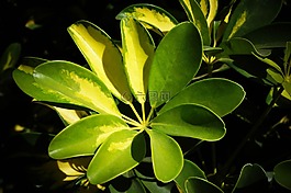 葉,性質(zhì),植物