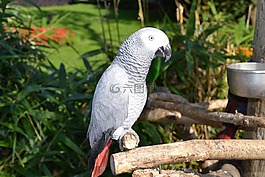 鸚鵡,graupapgei,鳥