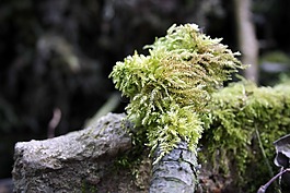 樹(shù),性質(zhì),木
