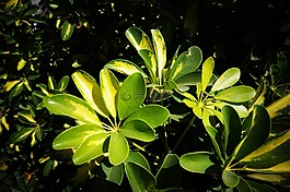 葉,植物,性質(zhì)