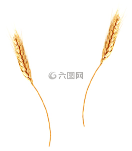 小麥,農(nóng)業(yè),大麥