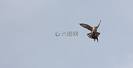 捕食鳥,自然,肉食動物
