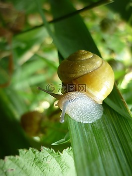 蝸牛,綠葉,花園