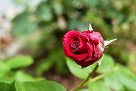 玫瑰,花,開花