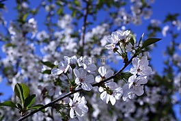 櫻桃,白色的花朵藍(lán)色背景,白