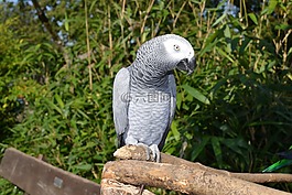 鸚鵡,鳥類,鳥