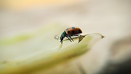 特寫,昆蟲,naturle