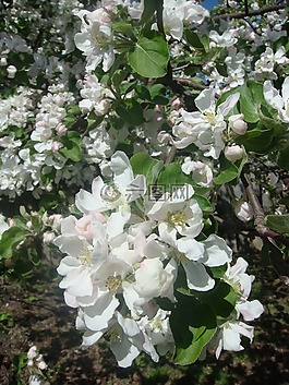 蘋(píng)果,布魯姆,蘋(píng)果花