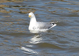 青魚鷗,海鷗,拉魯斯弓