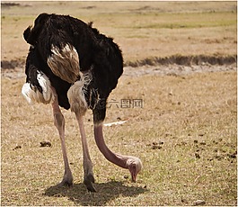 坦桑尼亞,野生動物,塞倫蓋蒂