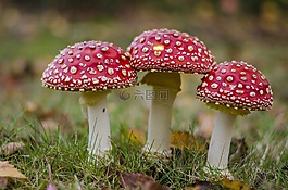 飛木耳,草,蘑菇