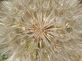 蒲公英,株型,植物几何