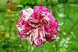 玫瑰,花,開(kāi)花
