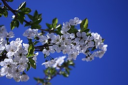 櫻桃,白色的花朵藍(lán)色背景,白