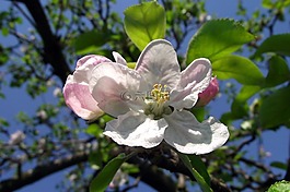 花,樹,性質(zhì)