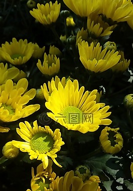 花,花園,黃色