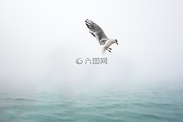 海鷗,鳥,海