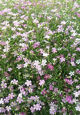 花園,花,花的