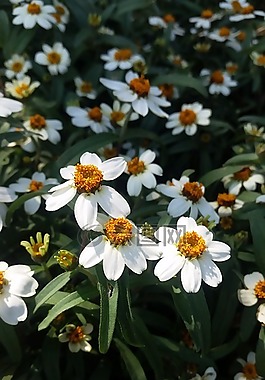花園,顏色,花