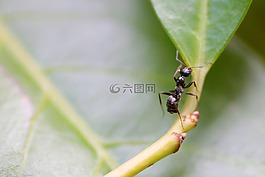 螞蟻,昆蟲,葉子