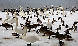 冬天,動物,鳥類