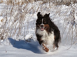 狗,雪,冬天