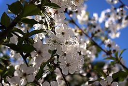 櫻桃,白色的花朵藍(lán)色背景,白