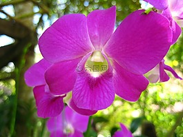 花,紫色,自然