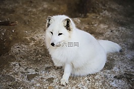 動物區(qū)系,白狐貍,拉普蘭
