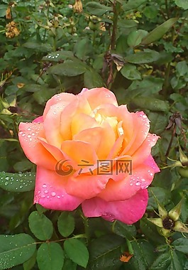 羅莎,花,花園