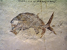 化石,魚,石