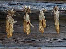 玉米,秋季,玉米棒