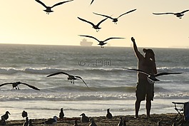 海灘,戶外,海鷗