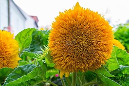 開花,關(guān)閉,黃色